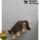 Estante De Pared Para Gatos Montado En Pared Escalera