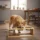Comedero Elevado Triple Para Gato Y Perro De Madera